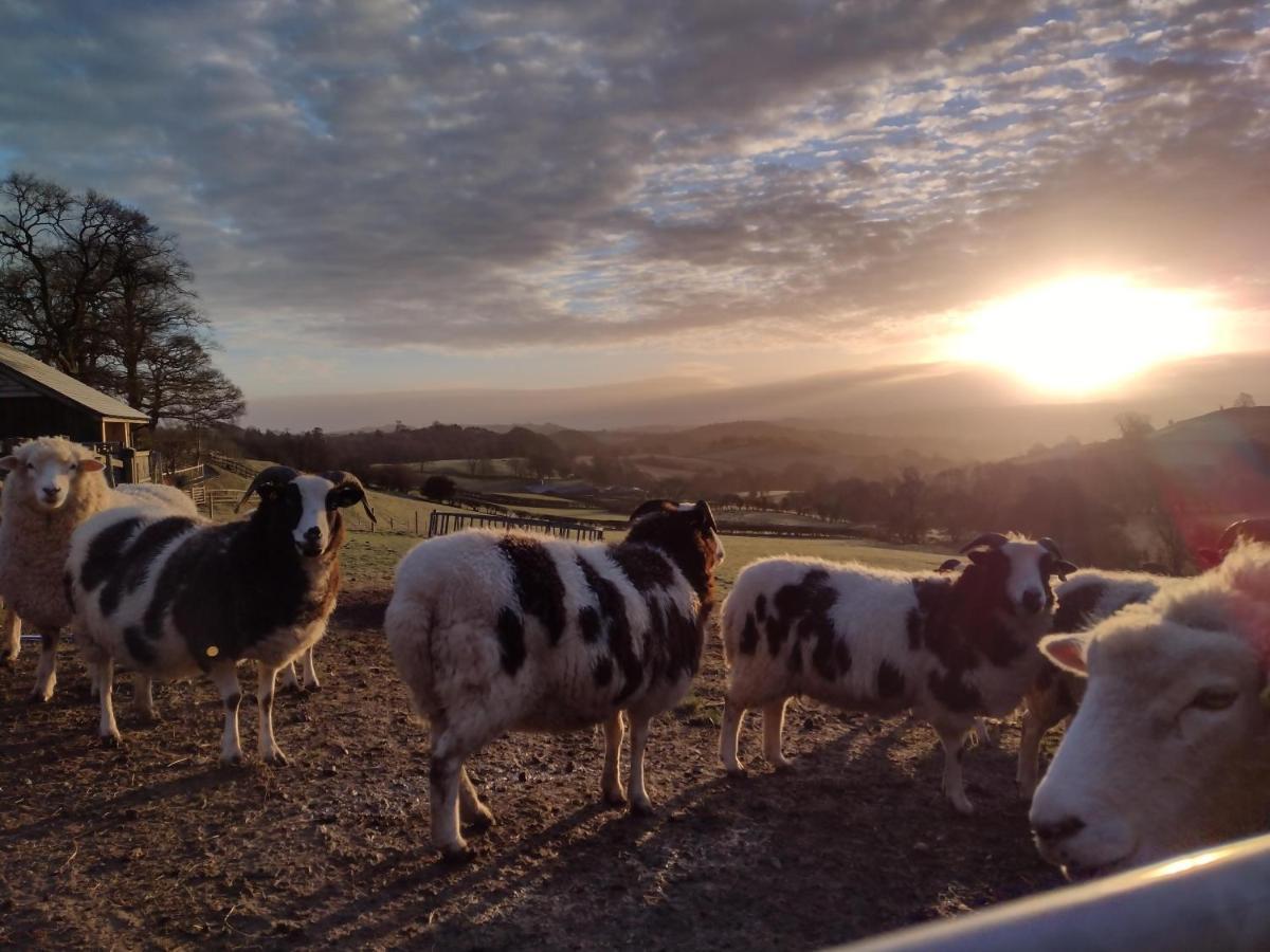 Sheep Dip Cottage - 5* Cyfie Farm, With Log Burner And Private Hot Tub Llanfyllin Ngoại thất bức ảnh